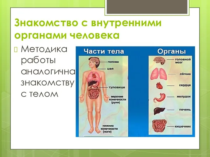 Знакомство с внутренними органами человека Методика работы аналогична знакомству с телом