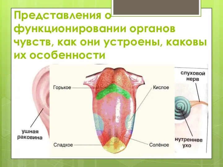 Представления о функционировании органов чувств, как они устроены, каковы их особенности