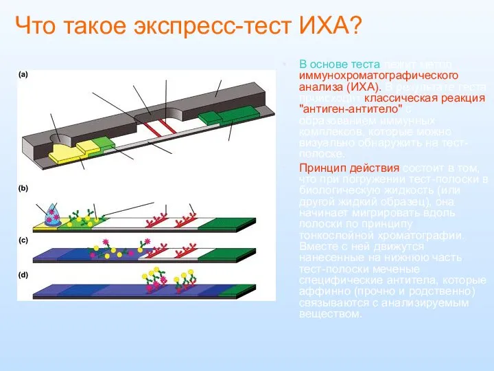 Что такое экспресс-тест ИХА? В основе теста лежит метод иммунохроматографического анализа