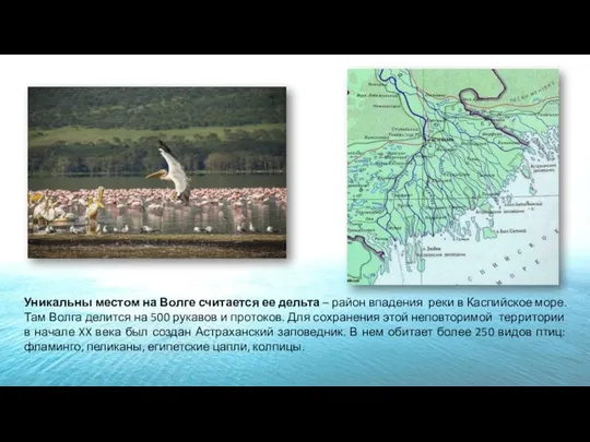 Уникальны местом на Волге считается ее дельта – район впадения реки