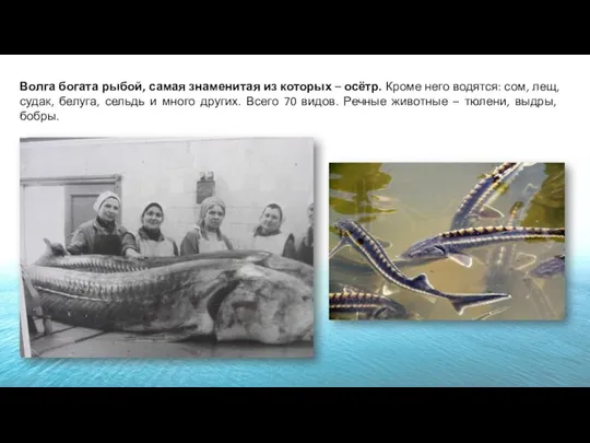 Волга богата рыбой, самая знаменитая из которых – осётр. Кроме него
