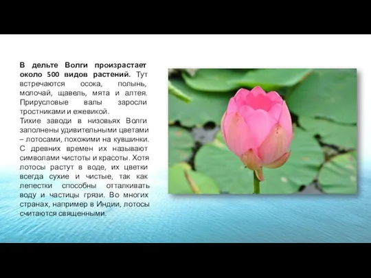 В дельте Волги произрастает около 500 видов растений. Тут встречаются осока,