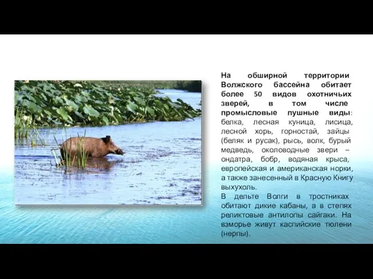 На обширной территории Волжского бассейна обитает более 50 видов охотничьих зверей,