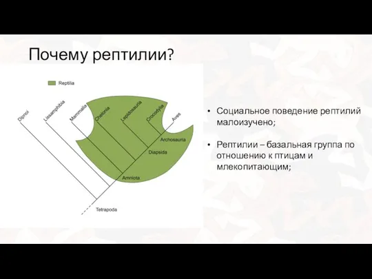 Почему рептилии? Социальное поведение рептилий малоизучено; Рептилии – базальная группа по отношению к птицам и млекопитающим;