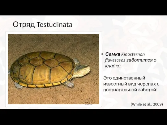 Отряд Testudinata Самка Kinosternon flavescens заботится о кладке. Это единственный известный