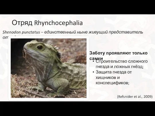 Отряд Rhynchocephalia Shenodon punctatus – единственный ныне живущий представитель отряда. Строительство