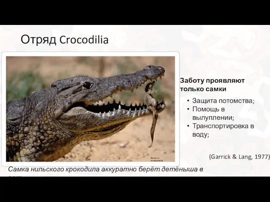 Отряд Crocodilia Защита потомства; Помощь в вылуплении; Транспортировка в воду; Самка