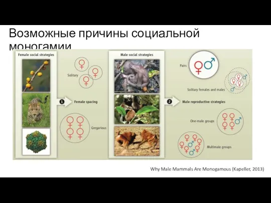 Возможные причины социальной моногамии Why Male Mammals Are Monogamous (Kapeller, 2013)