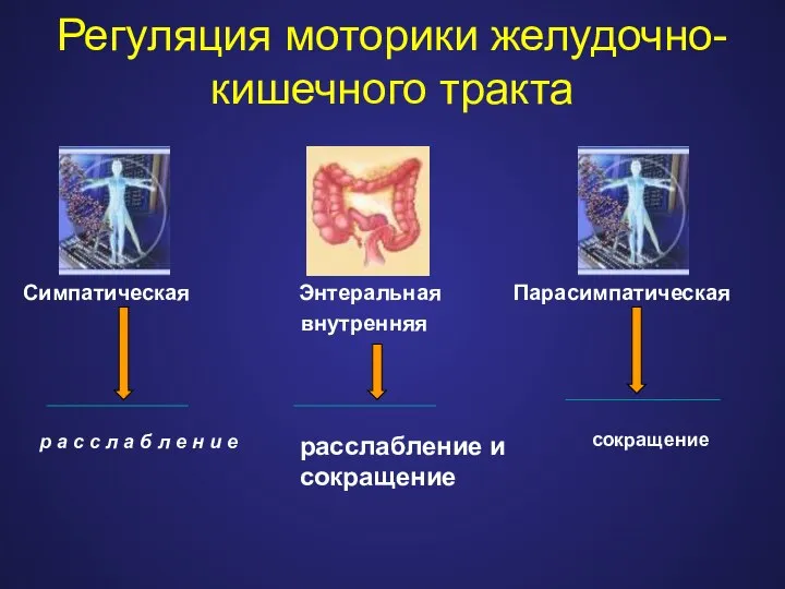 Регуляция моторики желудочно-кишечного тракта Симпатическая Энтеральная Парасимпатическая внутренняя р а с