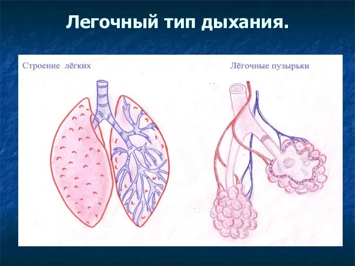 Легочный тип дыхания.