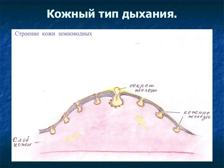 Кожный тип дыхания.