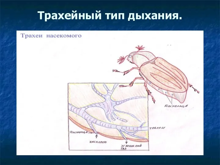 Трахейный тип дыхания.