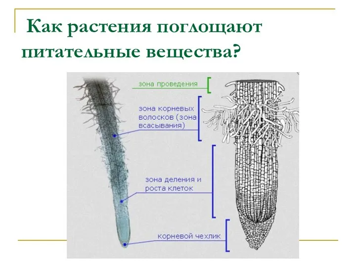 Как растения поглощают питательные вещества?