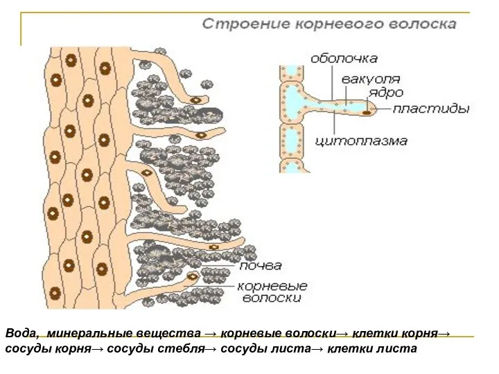 Вода, минеральные вещества → корневые волоски→ клетки корня→ сосуды корня→ сосуды стебля→ сосуды листа→ клетки листа