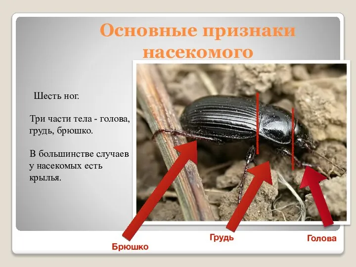 Основные признаки насекомого Шесть ног. Три части тела - голова, грудь,