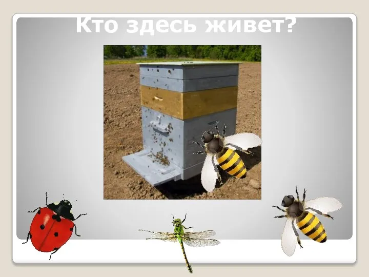 Кто здесь живет?