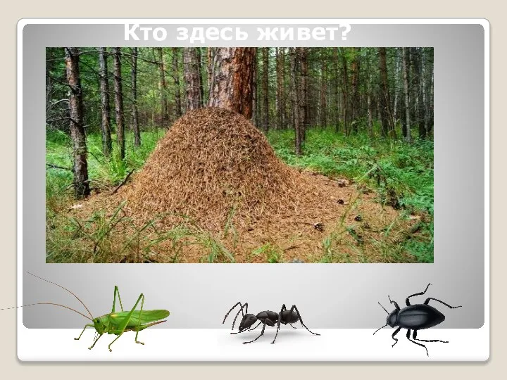 Кто здесь живет?