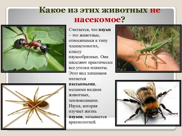 Какое из этих животных не насекомое? Считается, что пауки – это