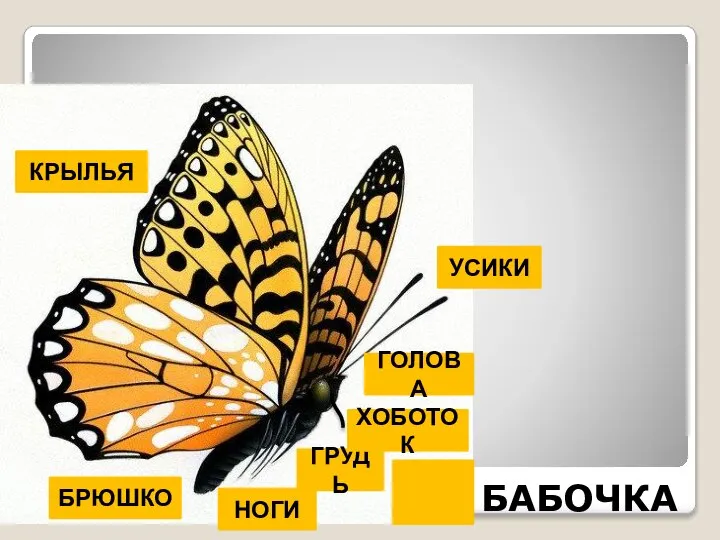 БАБОЧКА НОГИ ГРУДЬ ХОБОТОК ГОЛОВА УСИКИ БРЮШКО КРЫЛЬЯ