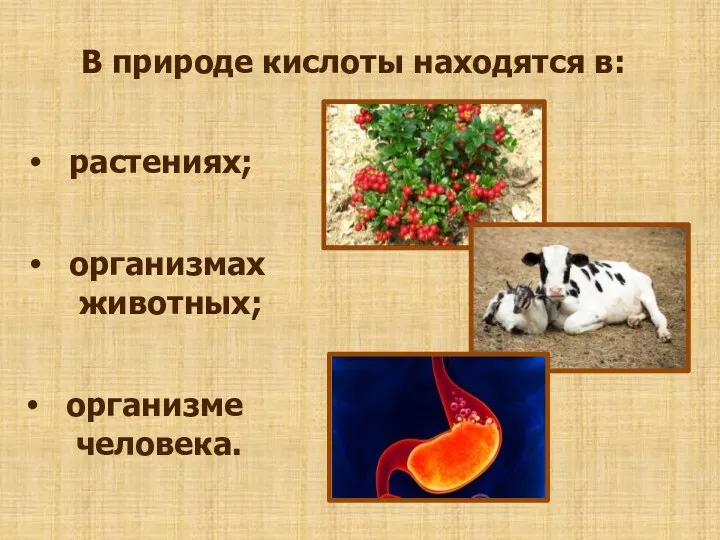 В природе кислоты находятся в: растениях; организмах животных; организме человека.