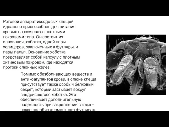 Ротовой аппарат иксодовых клещей идеально приспособлен для питания кровью на хозяевах