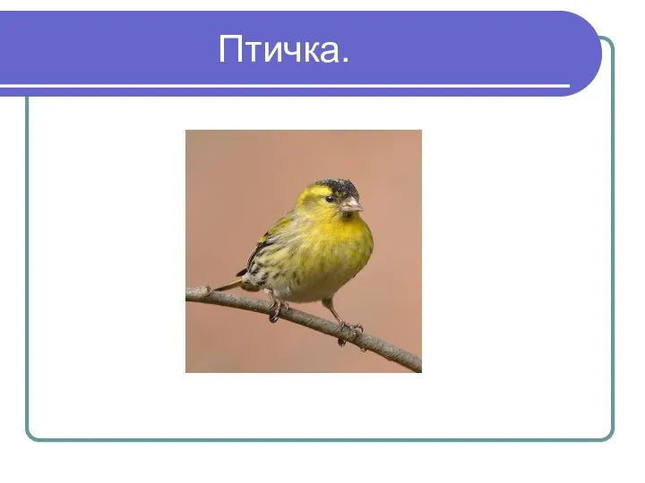 Птичка.