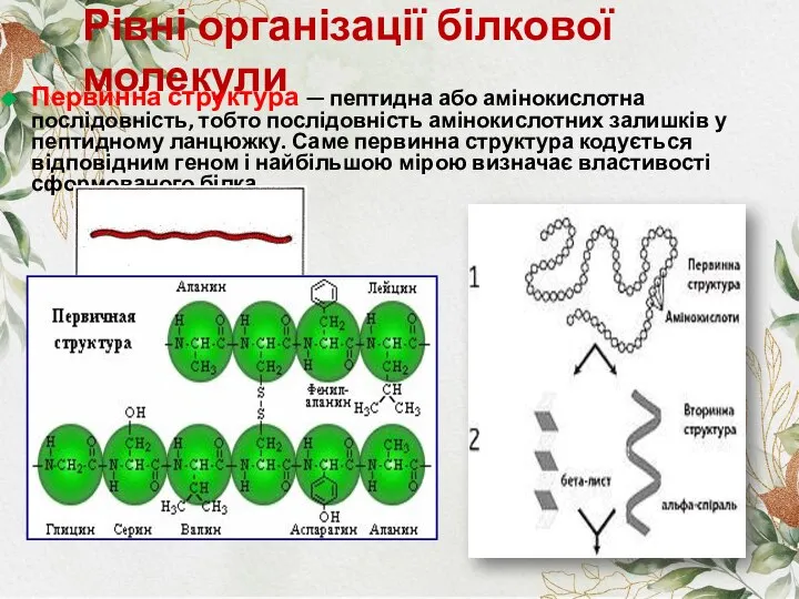 Рівні організації білкової молекули Первинна структура — пептидна або амінокислотна послідовність,