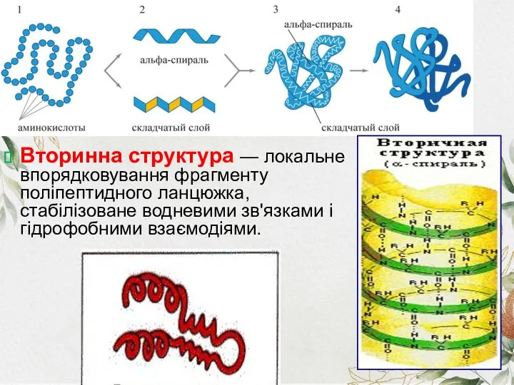 Вторинна структура — локальне впорядковування фрагменту поліпептидного ланцюжка, стабілізоване водневими зв'язками і гідрофобними взаємодіями.