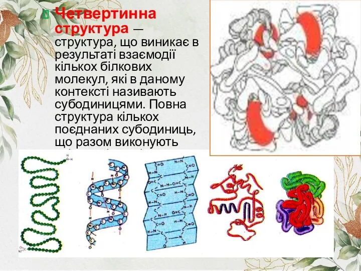 Четвертинна структура — структура, що виникає в результаті взаємодії кількох білкових