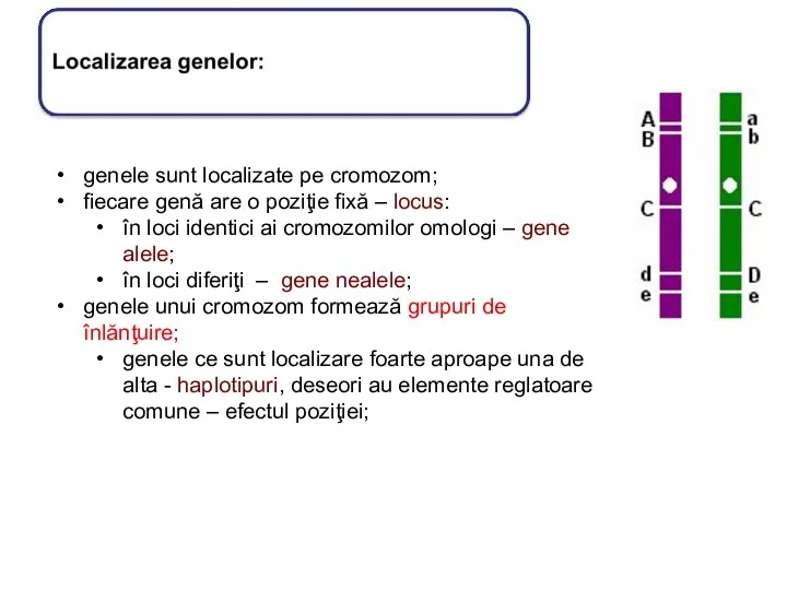 genele sunt localizate pe cromozom; fiecare genă are o poziţie fixă