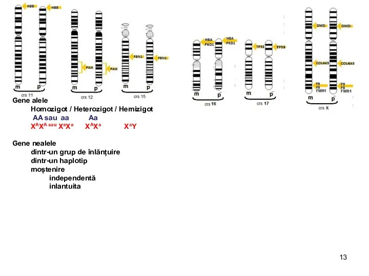 Gene alele Homozigot / Heterozigot / Hemizigot AA sau aa Aa