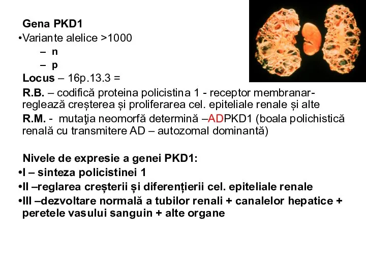 Gena PKD1 Variante alelice >1000 n p Locus – 16p.13.3 =