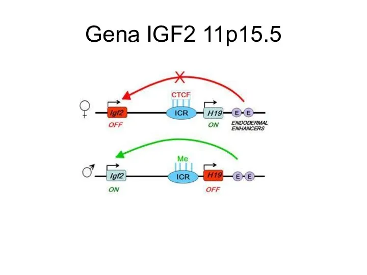 Gena IGF2 11p15.5