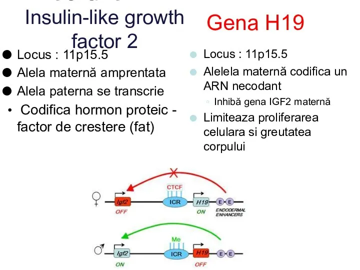 Gena IGF2 : Insulin-like growth factor 2 Locus : 11p15.5 Alela