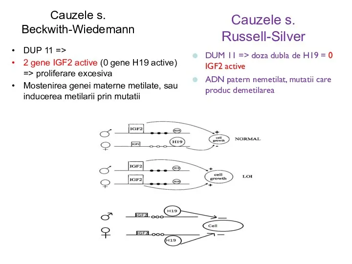 Cauzele s. Beckwith-Wiedemann DUP 11 => 2 gene IGF2 active (0