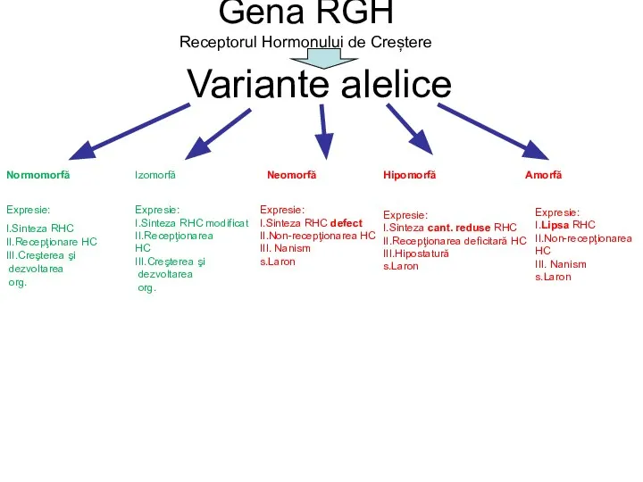 Gena RGH Receptorul Hormonului de Creștere Variante alelice Expresie: I.Sinteza RHC