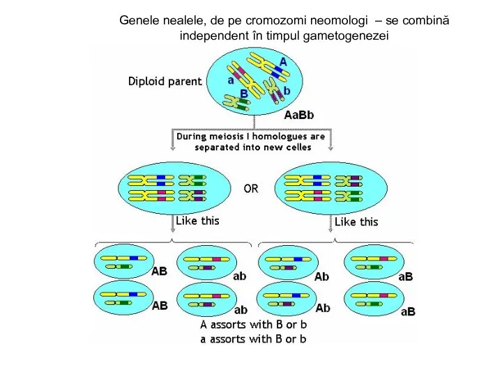 Genele nealele, de pe cromozomi neomologi – se combină independent în timpul gametogenezei