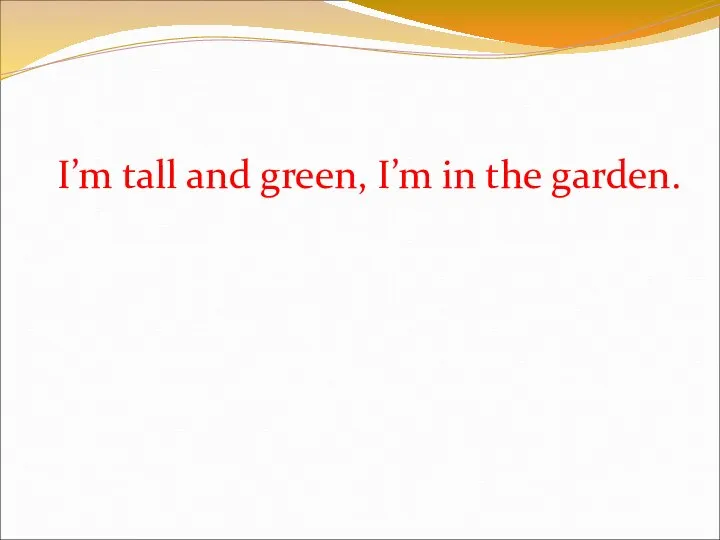 I’m tall and green, I’m in the garden.