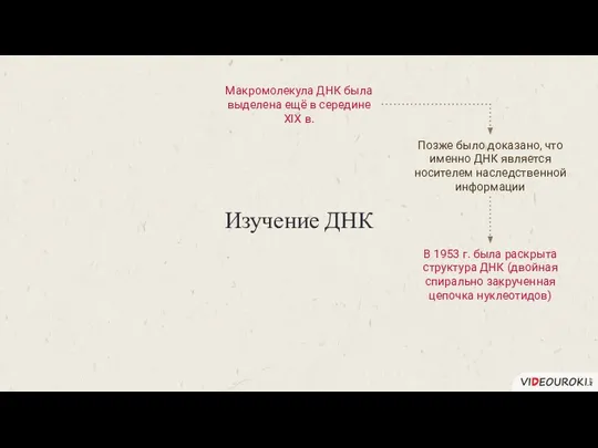 Изучение ДНК Макромолекула ДНК была выделена ещё в середине XIX в.