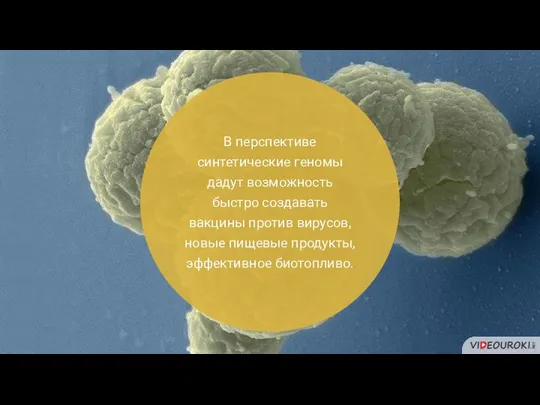 В перспективе синтетические геномы дадут возможность быстро создавать вакцины против вирусов, новые пищевые продукты, эффективное биотопливо.