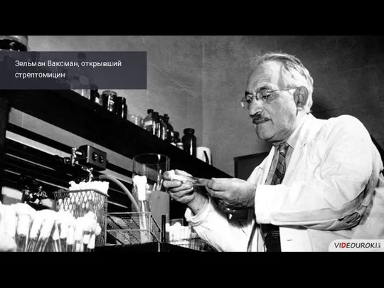 Зельман Ваксман, открывший стрептомицин