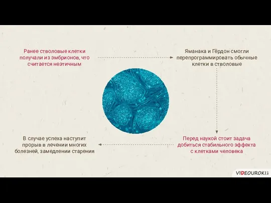 Ранее стволовые клетки получали из эмбрионов, что считается неэтичным Яманака и