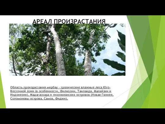 Область произрастания мербау – тропические влажные леса Юго-Восточной Азии (в особенности,