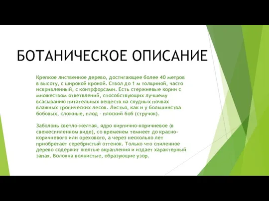 БОТАНИЧЕСКОЕ ОПИСАНИЕ Крепкое лиственное дерево, достигающее более 40 метров в высоту,