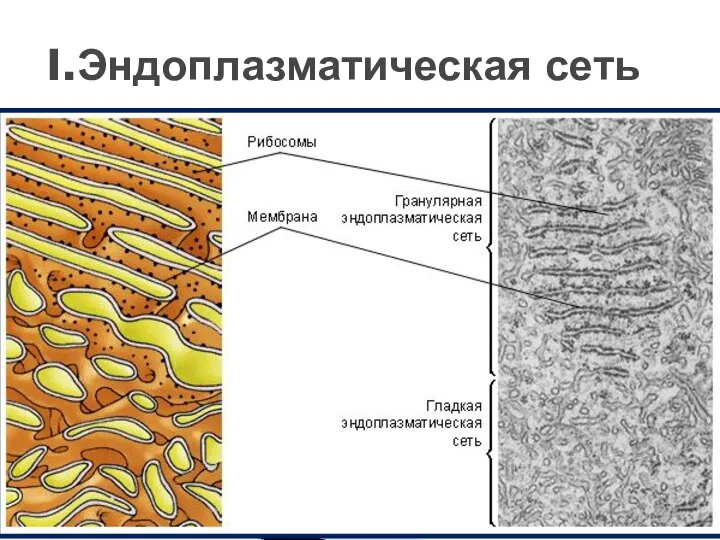 I.Эндоплазматическая сеть