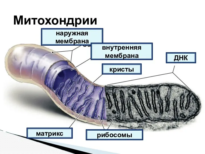 Митохондрии наружная мембрана внутренняя мембрана рибосомы матрикс кристы ДНК