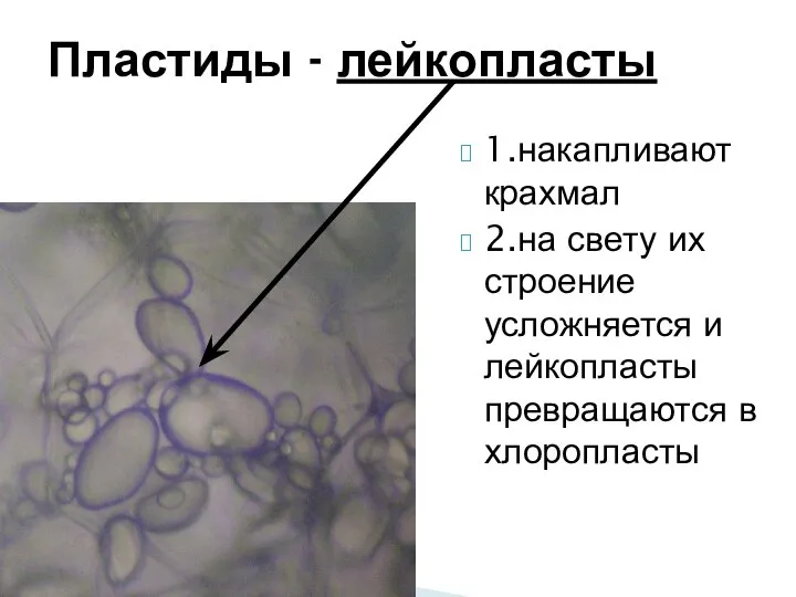 Пластиды - лейкопласты 1.накапливают крахмал 2.на свету их строение усложняется и лейкопласты превращаются в хлоропласты