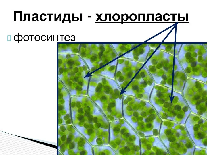 Пластиды - хлоропласты фотосинтез