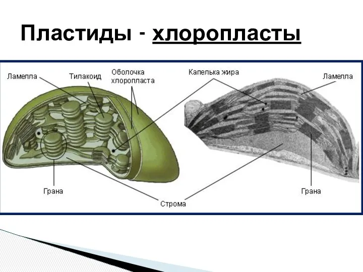 Пластиды - хлоропласты