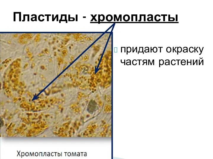 Пластиды - хромопласты придают окраску частям растений